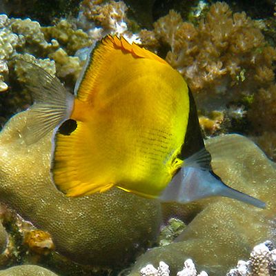 hawaiian fish longest name